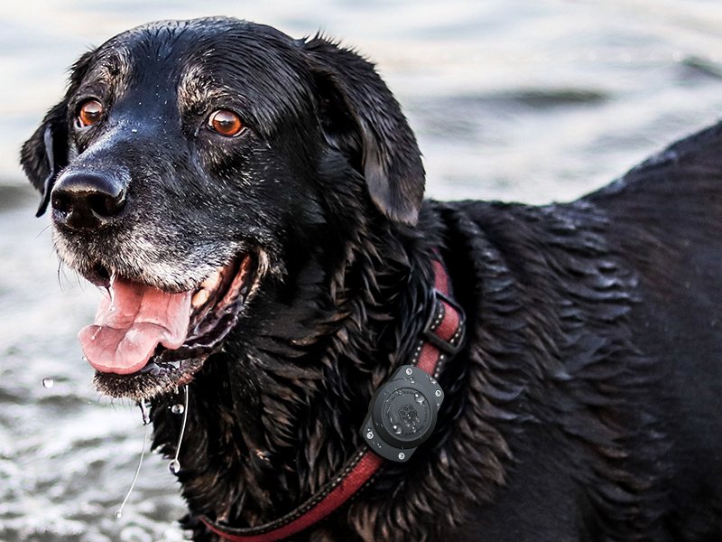 waterproof dog collar holder